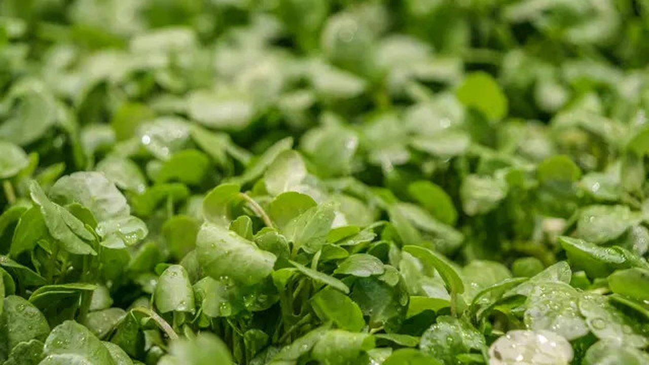 Selada air. (Foto: Unsplash/Nebular)