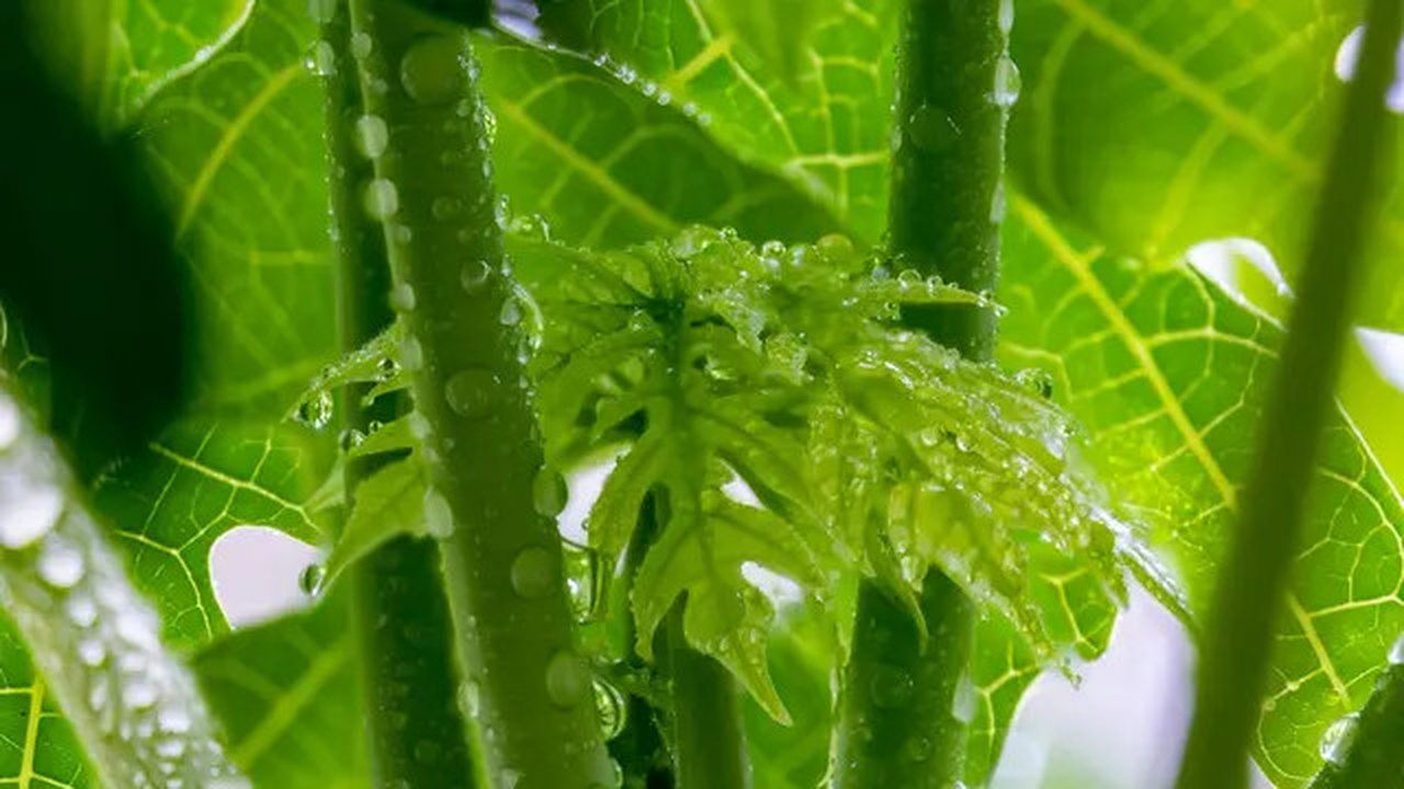 Ilustrasi daun pepaya./Copyright pixabay.com/thoxuan99