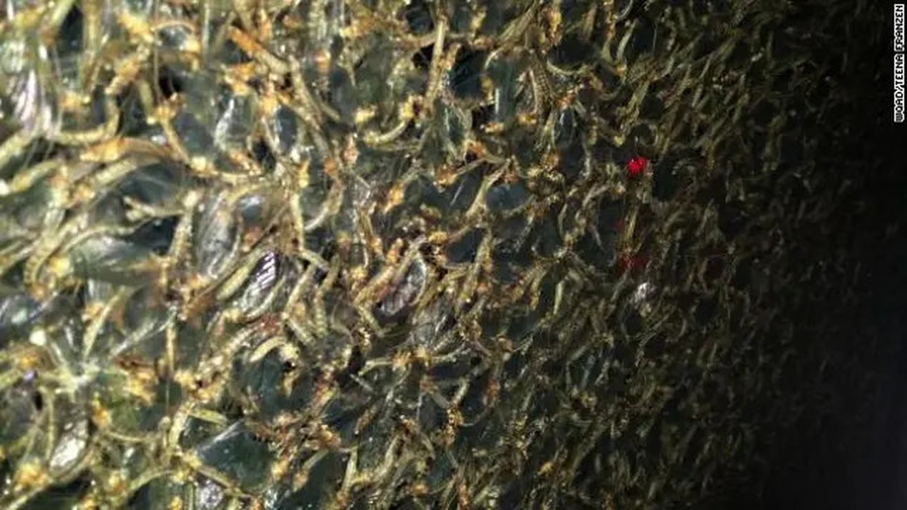 Jutaan lalat capung menumpuk di jembatan Ilinois. Departemen Perhubungan Iowa akan mematikan lampu di jembatan.