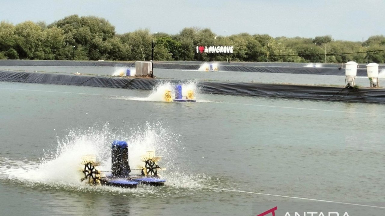 Kementerian Kelautan dan Perikanan (KKP) mengungkapkan modeling kawasan tambak Budi daya Ikan Nila Salin (BINS) Karawang, Jawa Barat menjadi salah satu ...