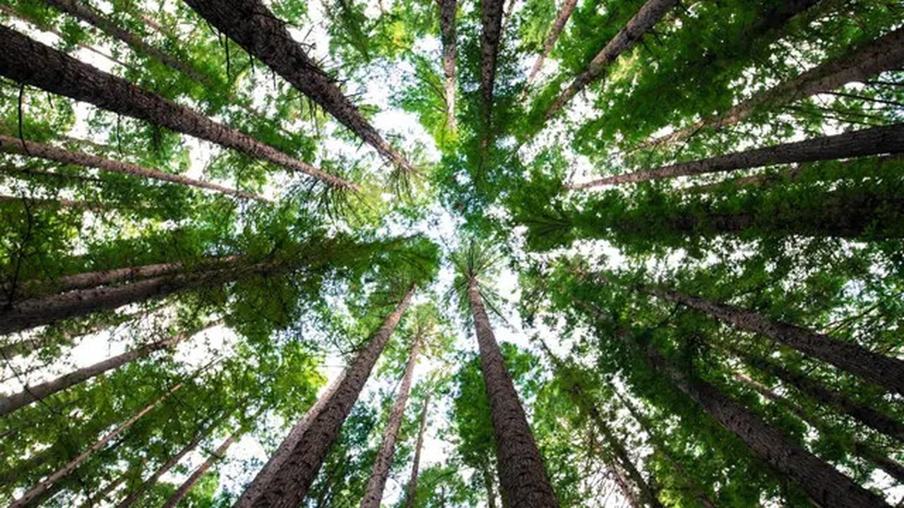 Ilustrasi pohon, hutan. (Photo by Arnaud Mesureur on Unsplash)
