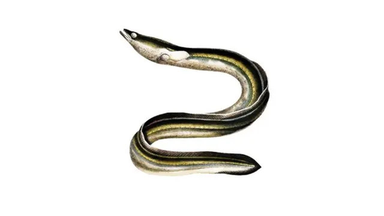 Dianggap Hewan Keramat, Ini Kandungan Nutrisi Ikan Sidat yang Baik untuk Kesehatan. Foto: rawpixel.com/Freepik.