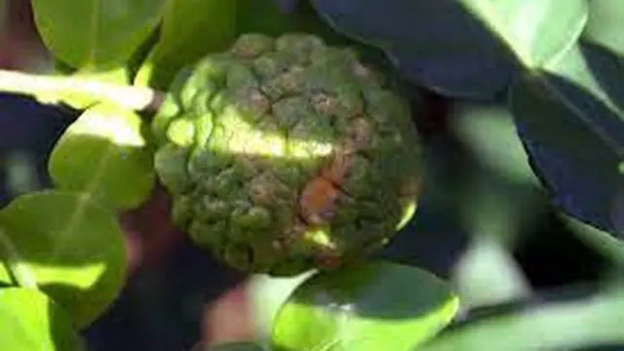 Manfaat Daun Jeruk Purut (Sumber: wikimedia.org)