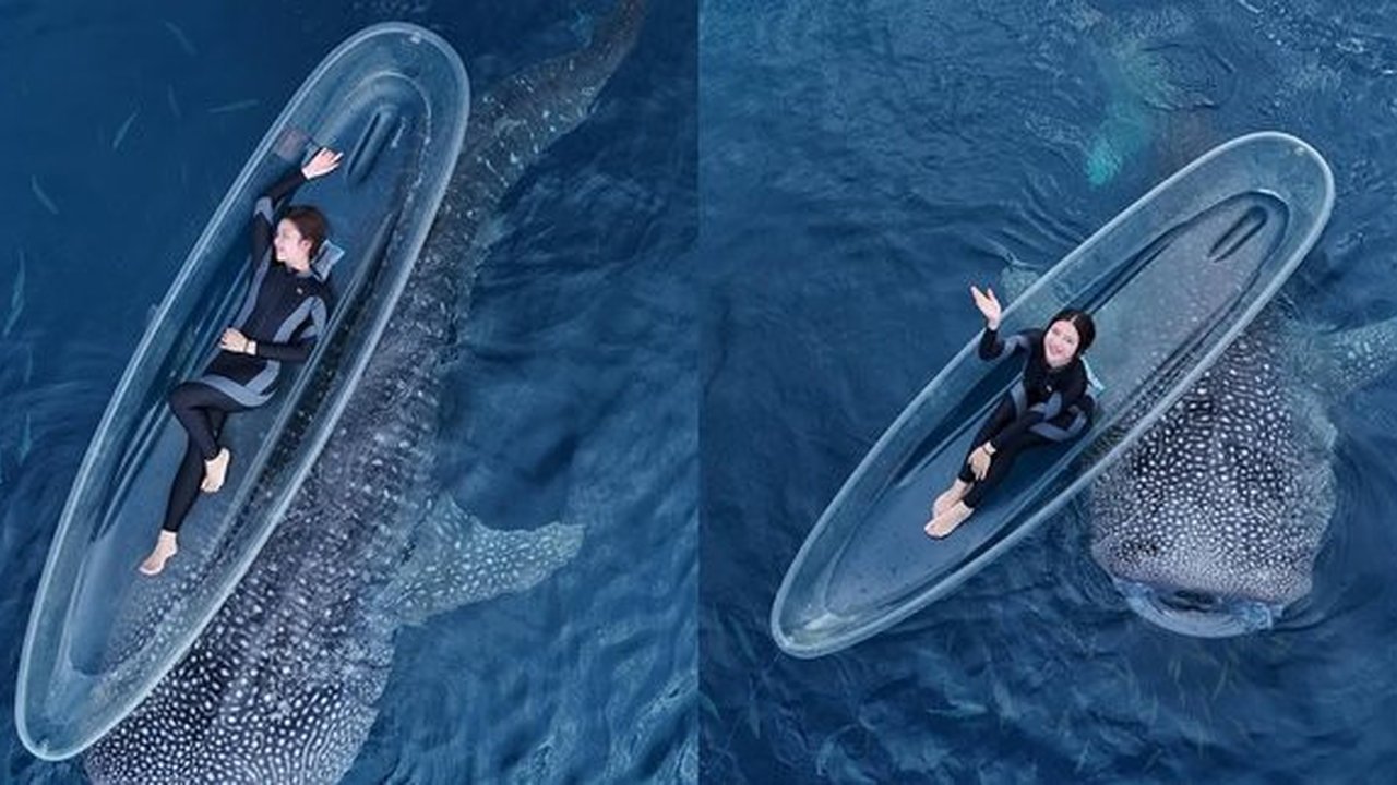 Potret Tiara Andini Berenang Bareng 2 Hiu Paus di Gorontalo