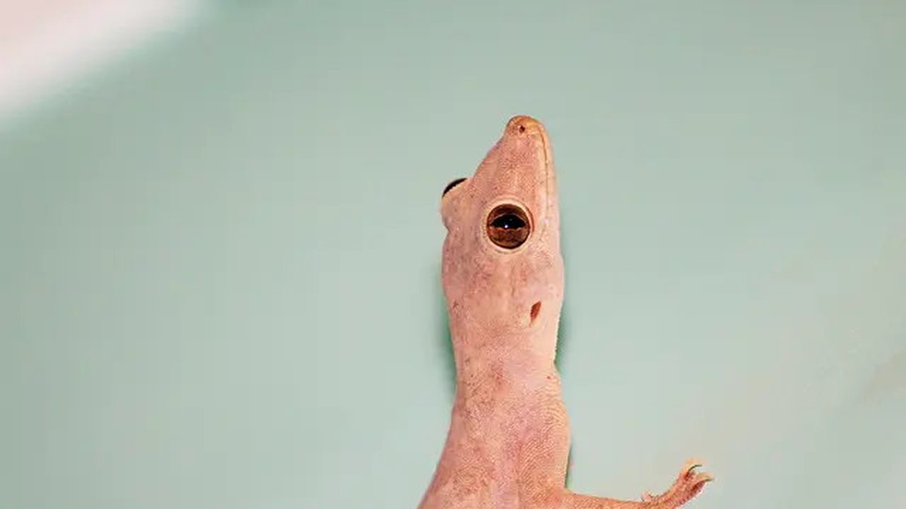 ilustrsi gambar cicak (sumber: Pixabay)