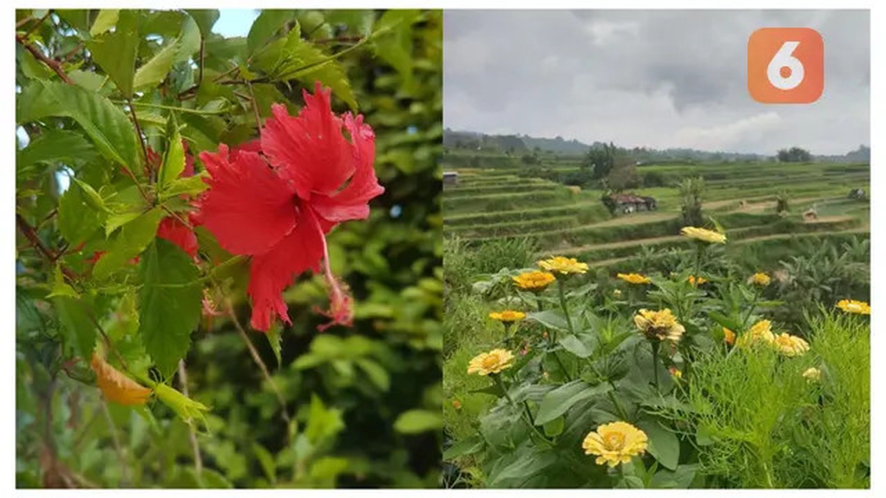 Kenali 10 bunga herbal seperti hibiscus dan dandelion yang mampu menurunkan kolesterol secara alami. Jadikan bunga-bunga ini bagian dari rutinitas sehat untuk mendukung kesehatan jantungmu! (