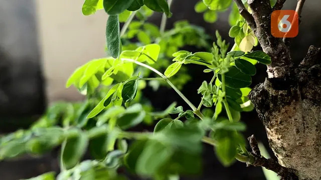 Dunia Tak Selebar Daun Kelor, Dokter Zaidul Akbar: Tapi Manfaatnya MashaAllah. Foto: Liputan6.com/Ade Nasihudin.