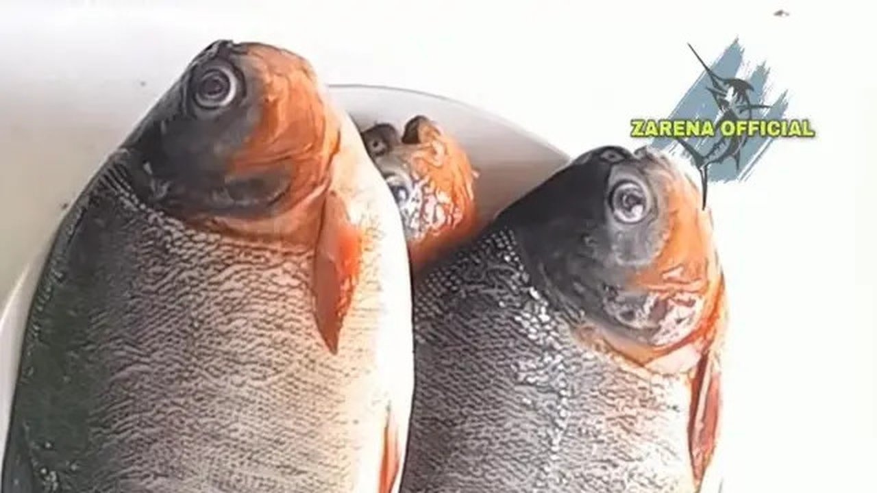 Cuma Pakai Air Cucian Beras, Begini Cara Netralkan Bau pada Ikan Bawal (YouTube/zarena official)