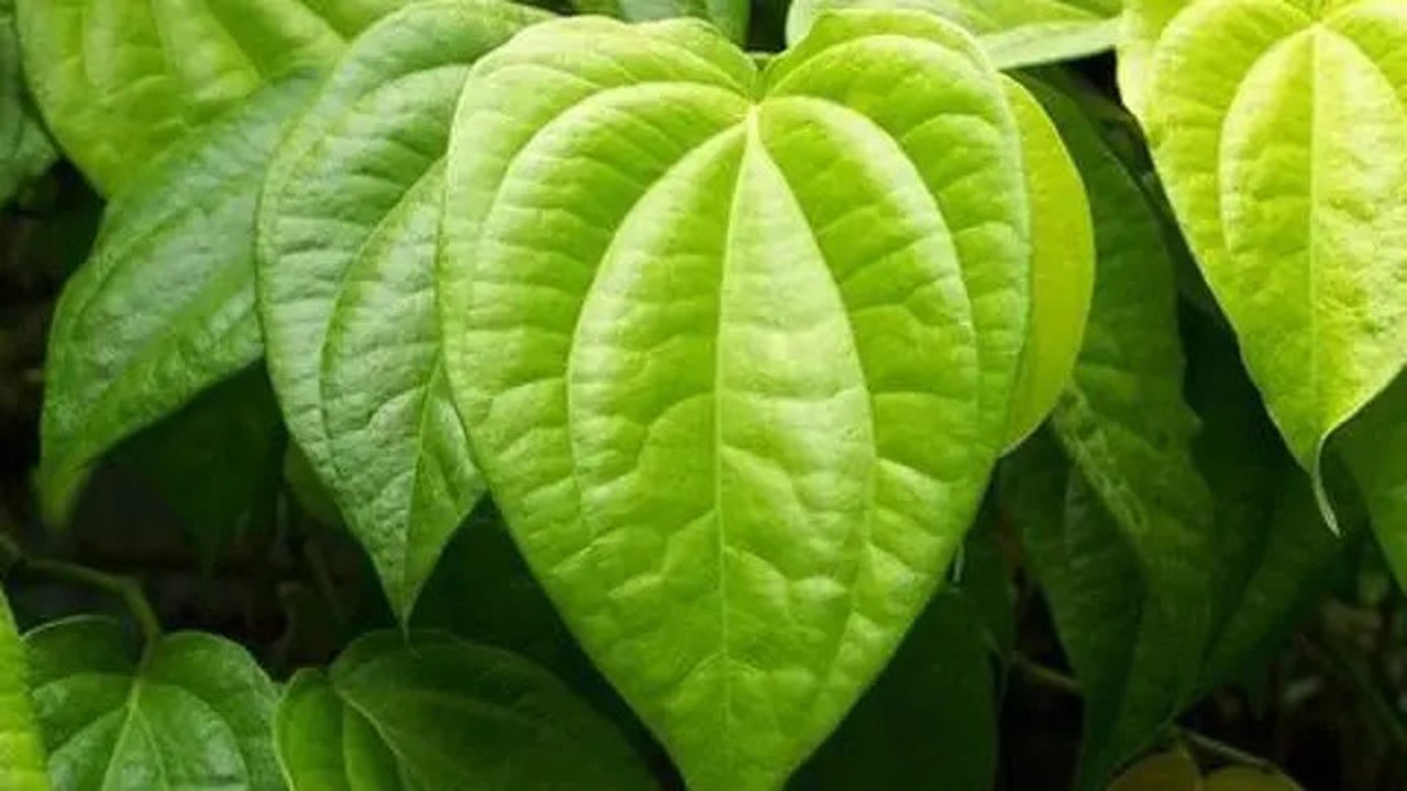 Ilustrasi daun sirih hijau. ( iStock)