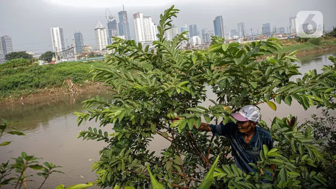Petani memanen jambu di bantaran Kali Ciliwung, Petamburan, Jakarta Pusat, Senin (24/5/2021). Kelompok Mandiri Indah Tani sudah enam tahun memanfaatkan lahan bantaran Kali Ciliwung untuk bert