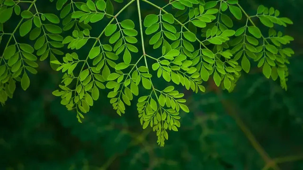 Daun Kelor (Credit:1999 - 2024 Isha Foundation)