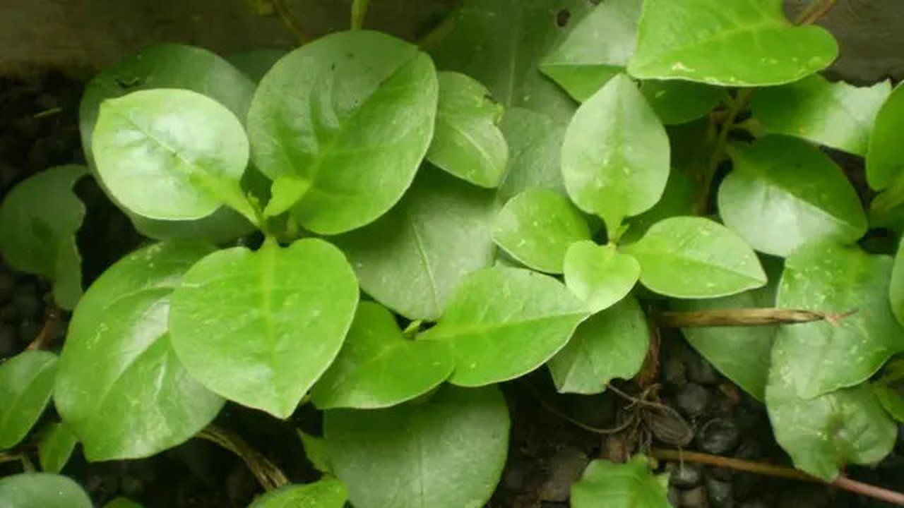 Daun binahong sangat baik untuk kesehatan. Diantaranya adalah sebagai obat luka luar.
