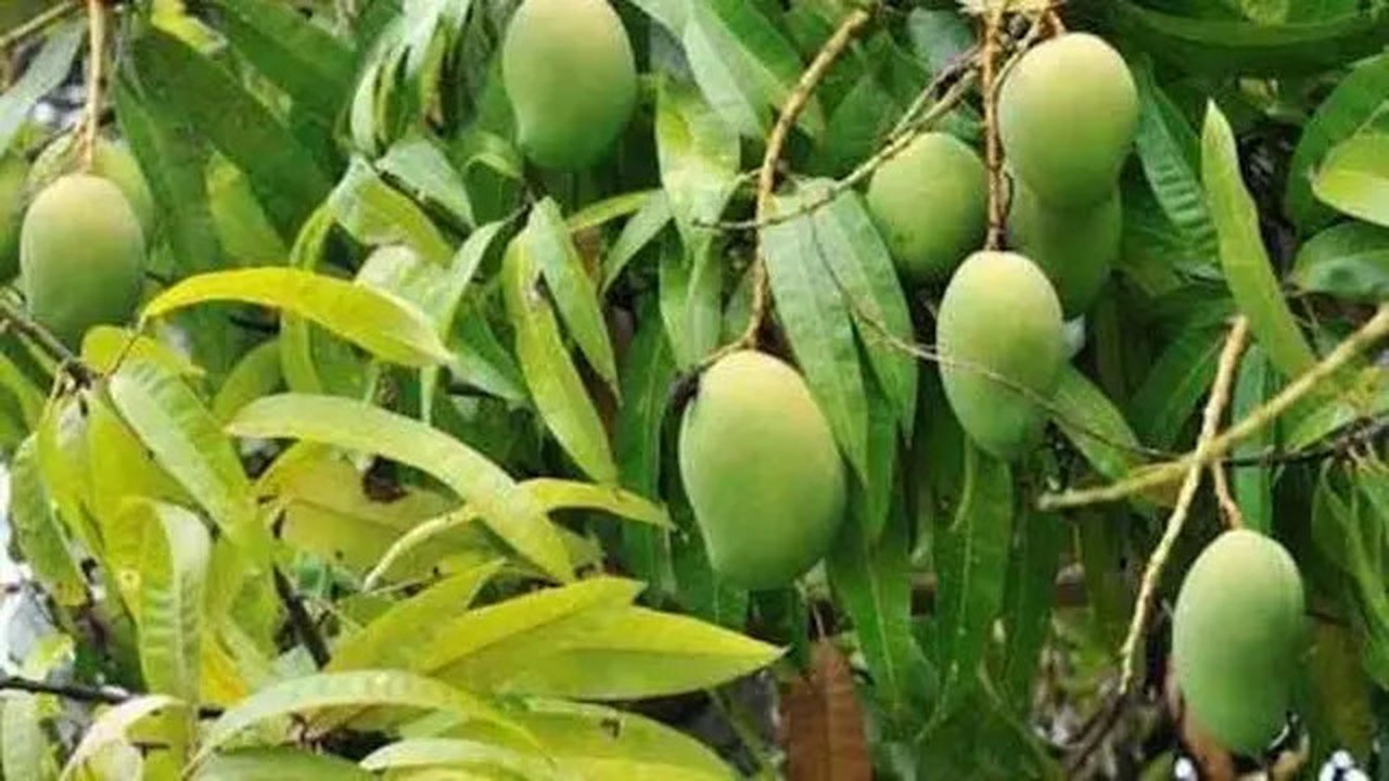 Daun Mangga. (foto: Pinterest/Etsy).