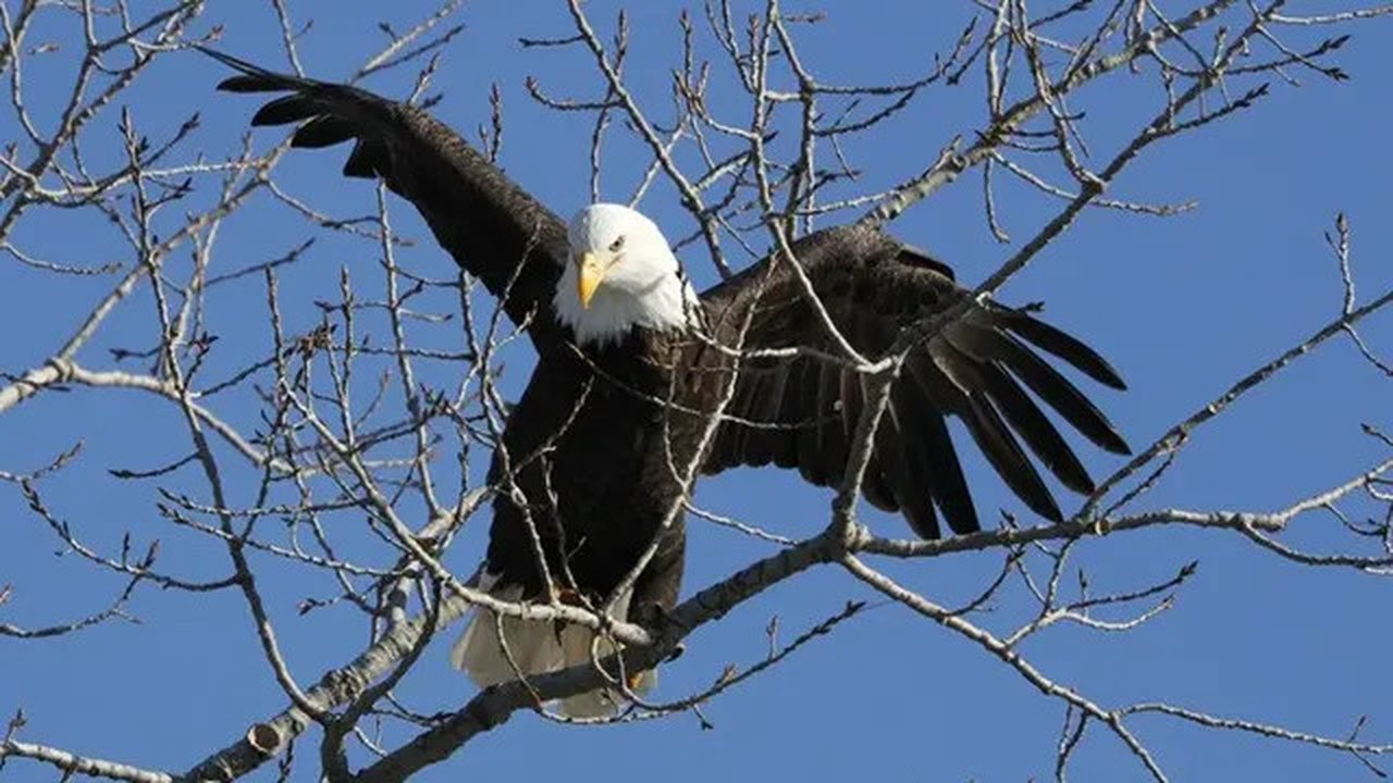 Elang botak kini menjadi burung nasional Amerika Serikat. (Dok. AP Photo/Charlie Neibergall)
