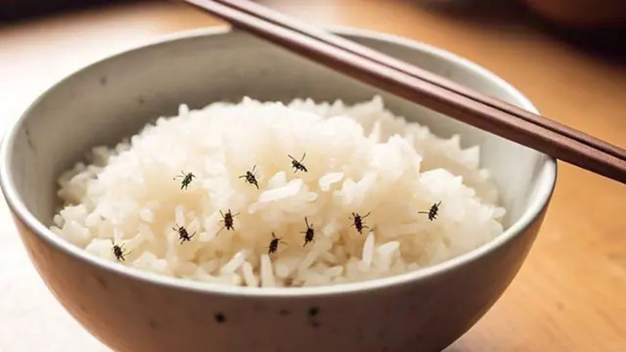 Kutu Beras by Meta AI