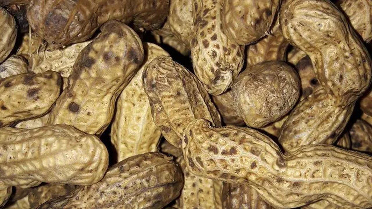 Cara Rebus Kacang Tanah Agar Cepat Empuk Tanpa Presto, Hanya 12 Menit (Instagram/@nand.putri)