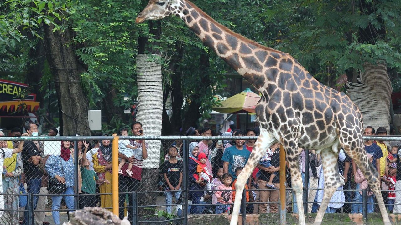 Puluhan ribu wisatawan kunjungi Kebun Binatang Surabaya saat libur tahun baru . Sejumlah warga menyaksikan Jerapah saat berkunjung di Kebun Binatang Surabaya, Surabaya, Jawa Timur, Rabu (1/1/2025). ...