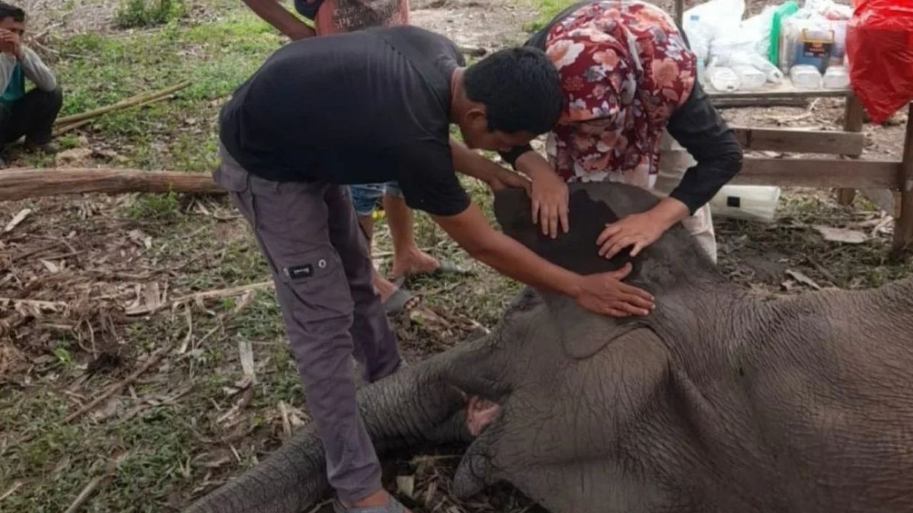 Seekor Gajah Sumatra (Elephas maximus sumatranus) bernama Rimbani di Balai Taman Nasional Tesso Nilo (TNTN), Kabupaten Pelalawan, Provinsi Riau dilaporkan ...