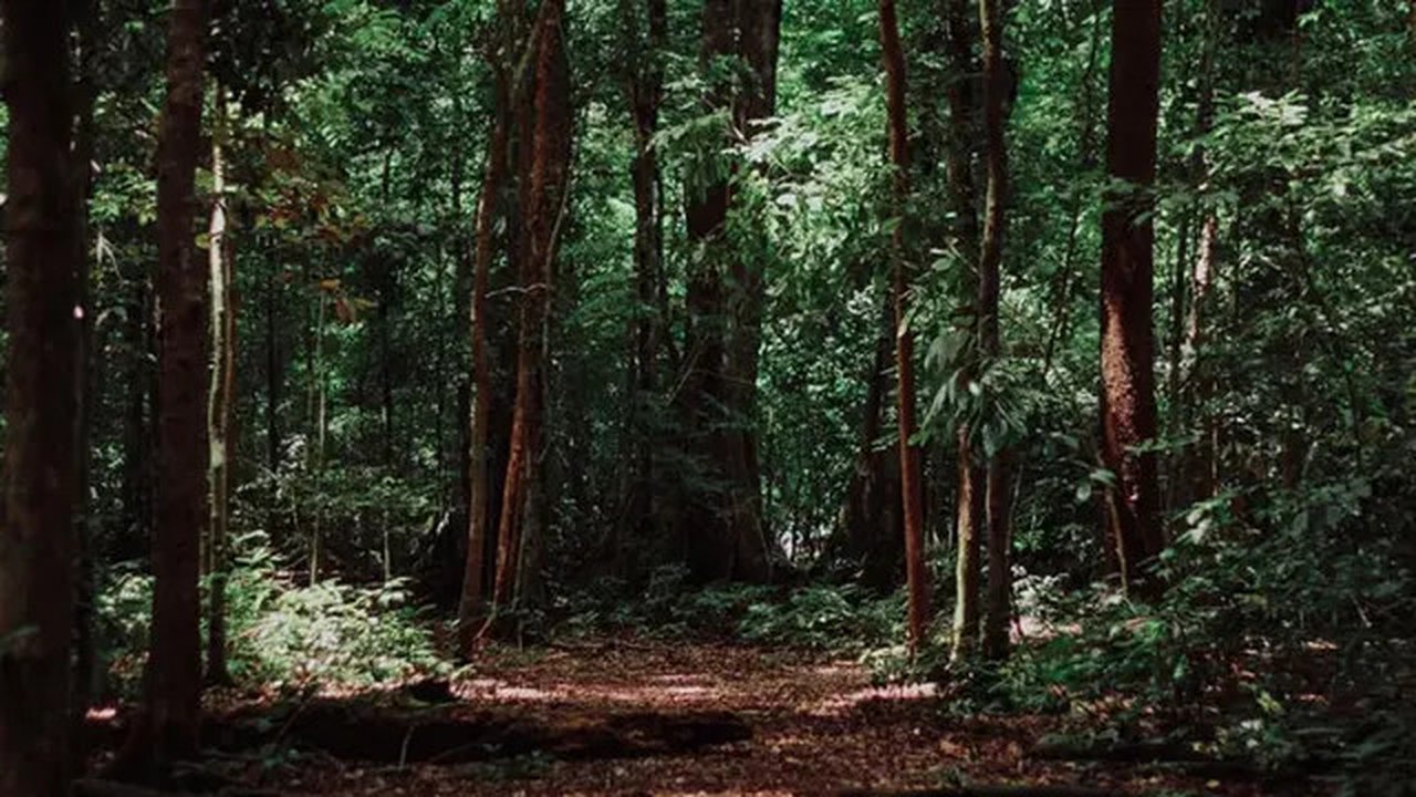 Ilustrasi hutan Indonesia (Dok.Unsplash/ Imat Bagja Gumilar)