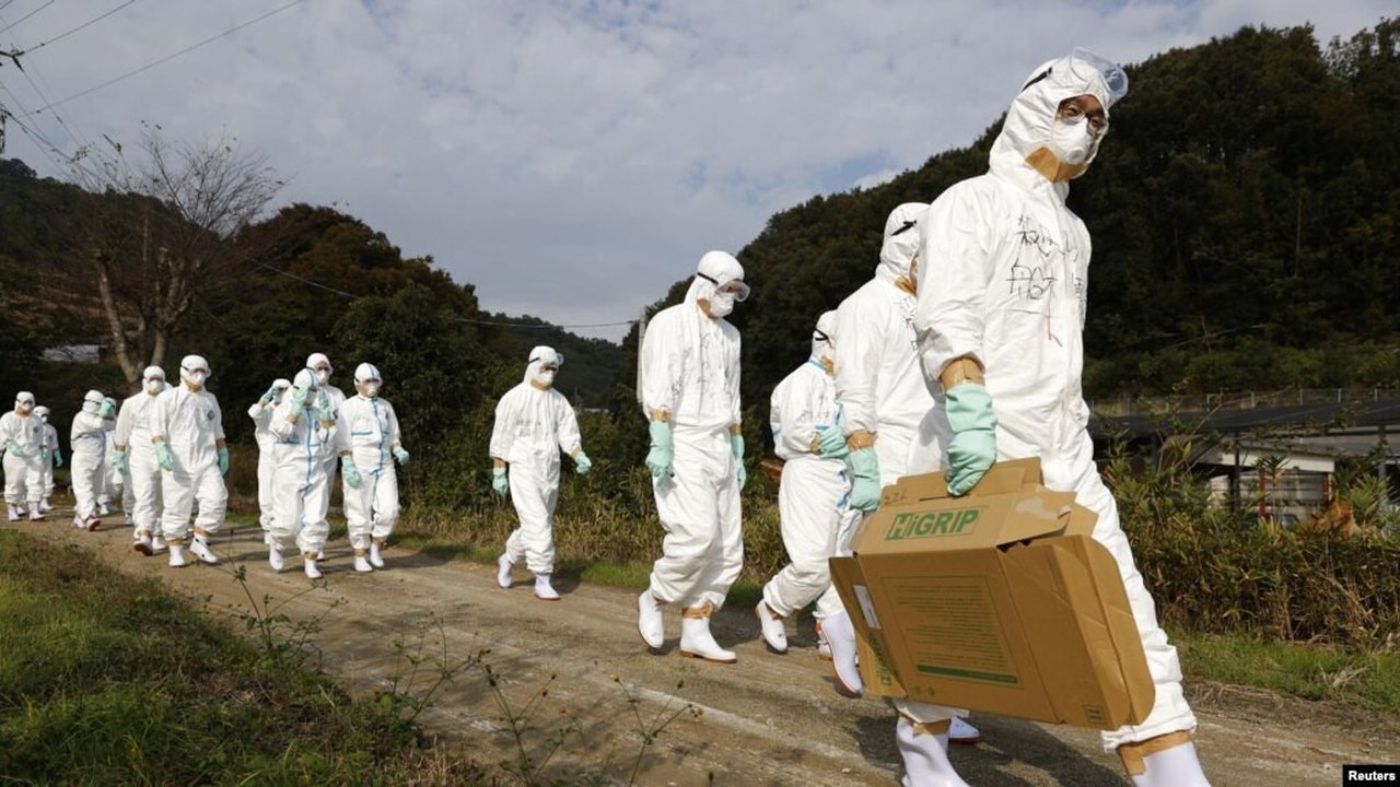 Pihak berwenang Jepang mulai memusnahkan sekitar 50.000 ekor ayam pada Minggu (5/1) setelah wabah flu burung merebak di sebuah peternakan di wilayah utara Iwate.
Wabah tersebut merupakan perebakan flu burung ke 19 di Jepang dalam musim ini, ungkap kementerian pertanian Jepang.
Peternakan...