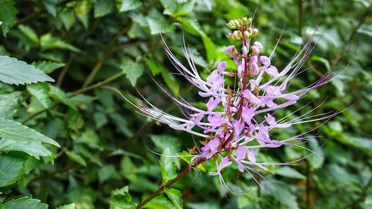 kumis kucing  (sumber: Pixabay)