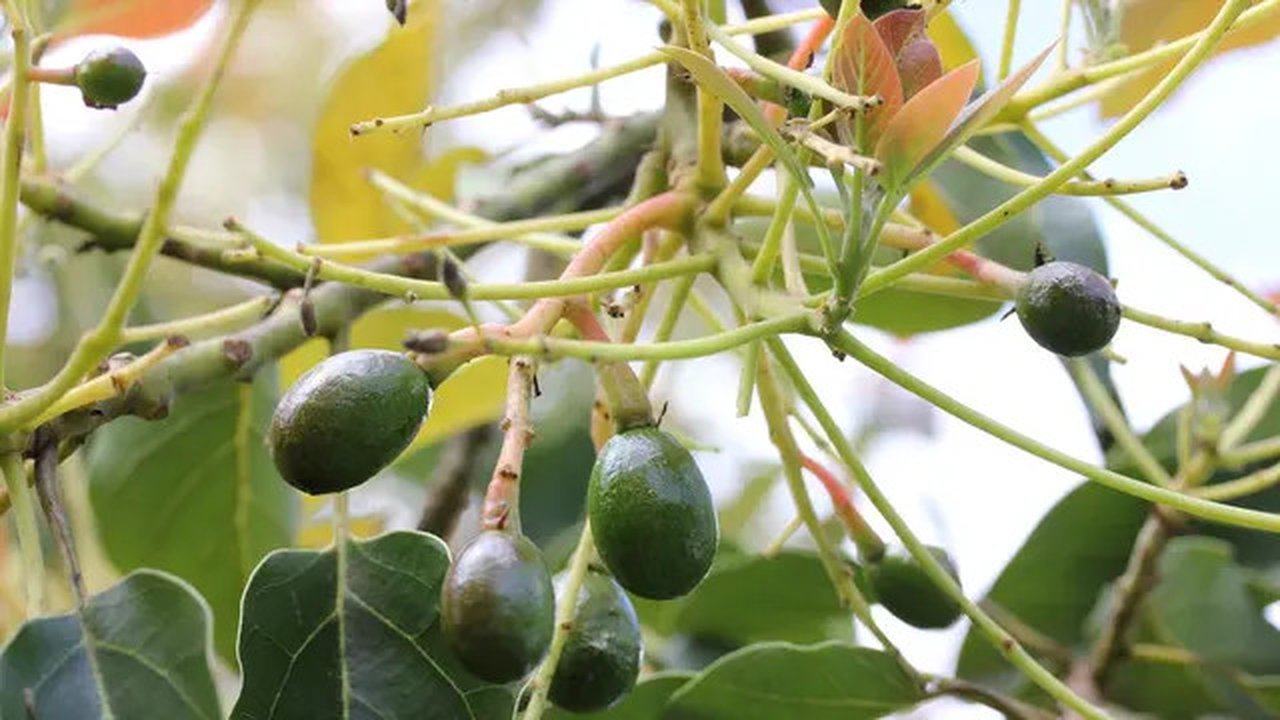 Bunga pohon alpukat. Source: myavocadotrees.com