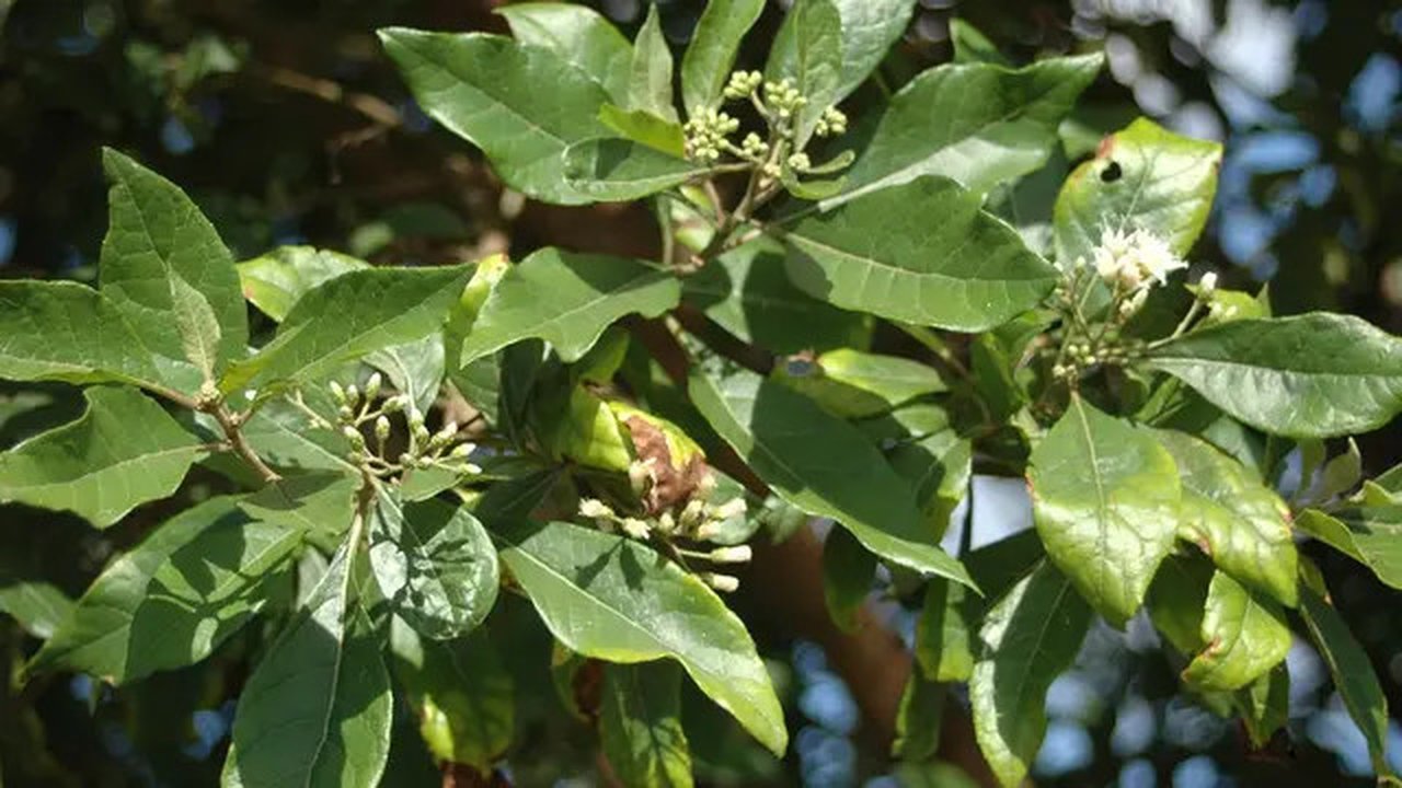 daun afrika (sumber: wikimedia commons)