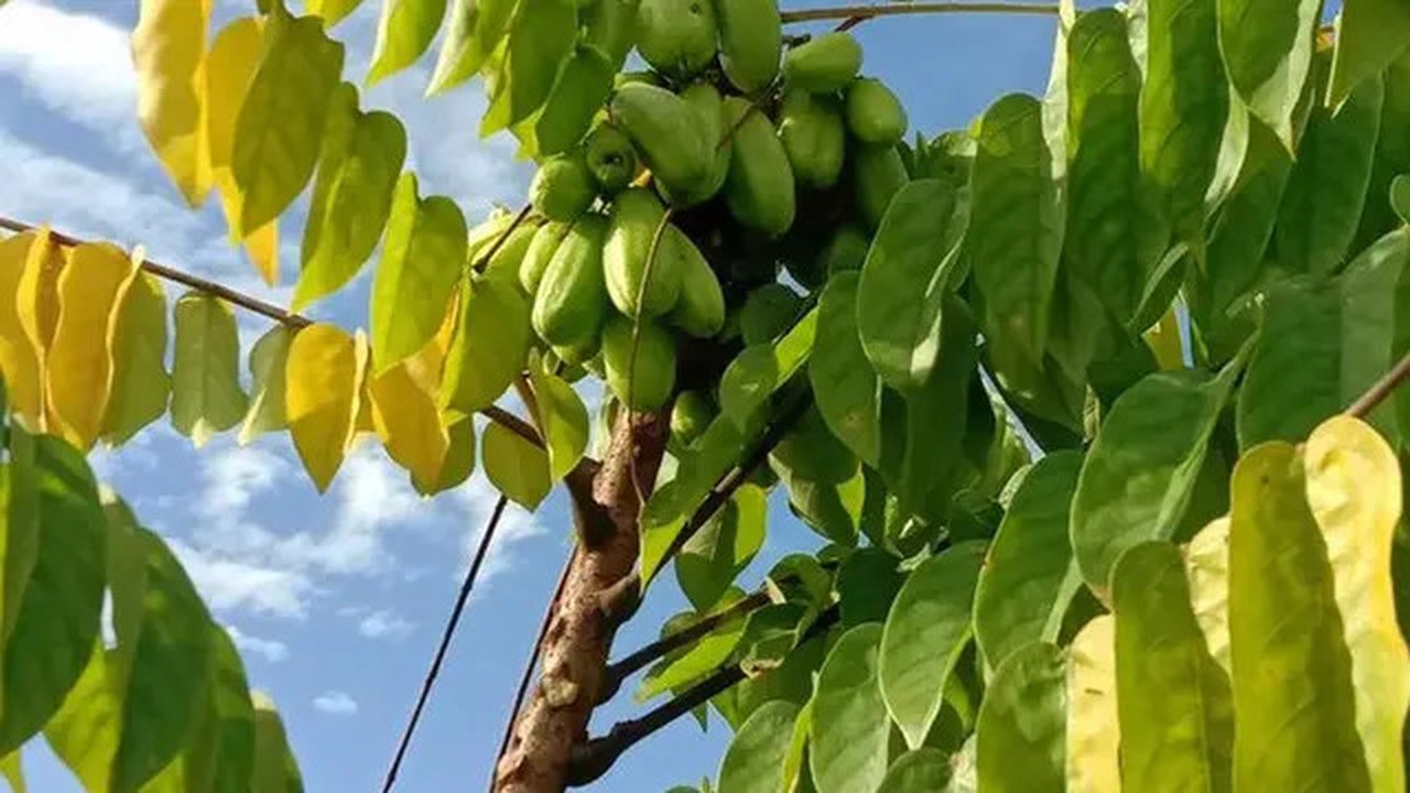 Daun Belimbing Wuluh (Sumber: IG/ kebun_ramadhani)