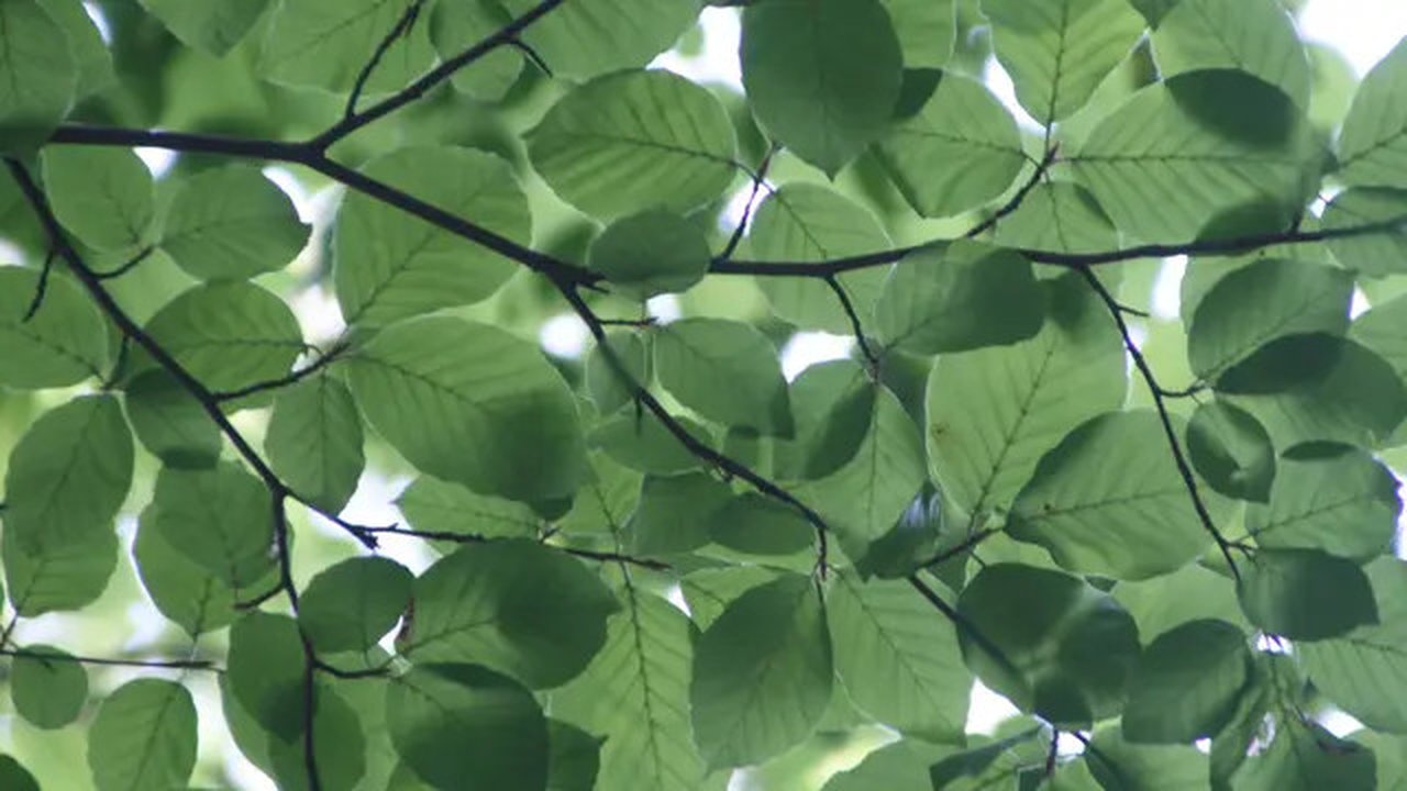 Ilustrasi Daun Kelor Credit: pexels.com/Michael