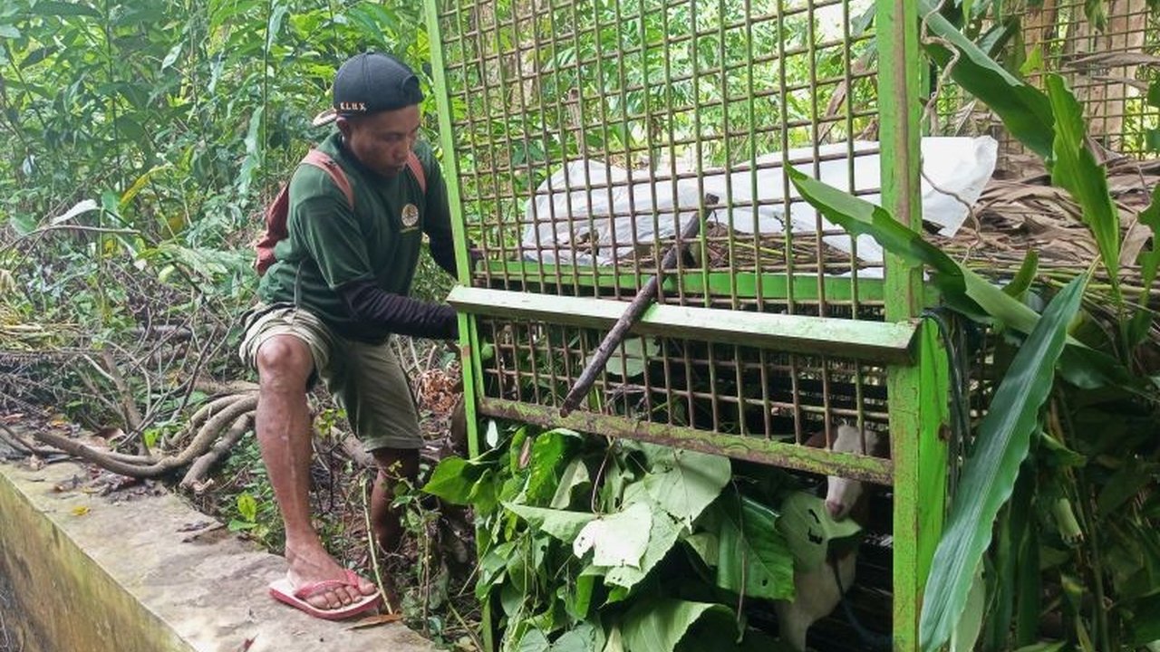 BPBD Pesisir Barat mengimbau warga untuk meningkatkan kewaspadaan terhadap kemunculan harimau, khususnya saat beraktivitas di kebun, setelah beberapa kasus konflik manusia-harimau terjadi dan terekam kamera jebak.