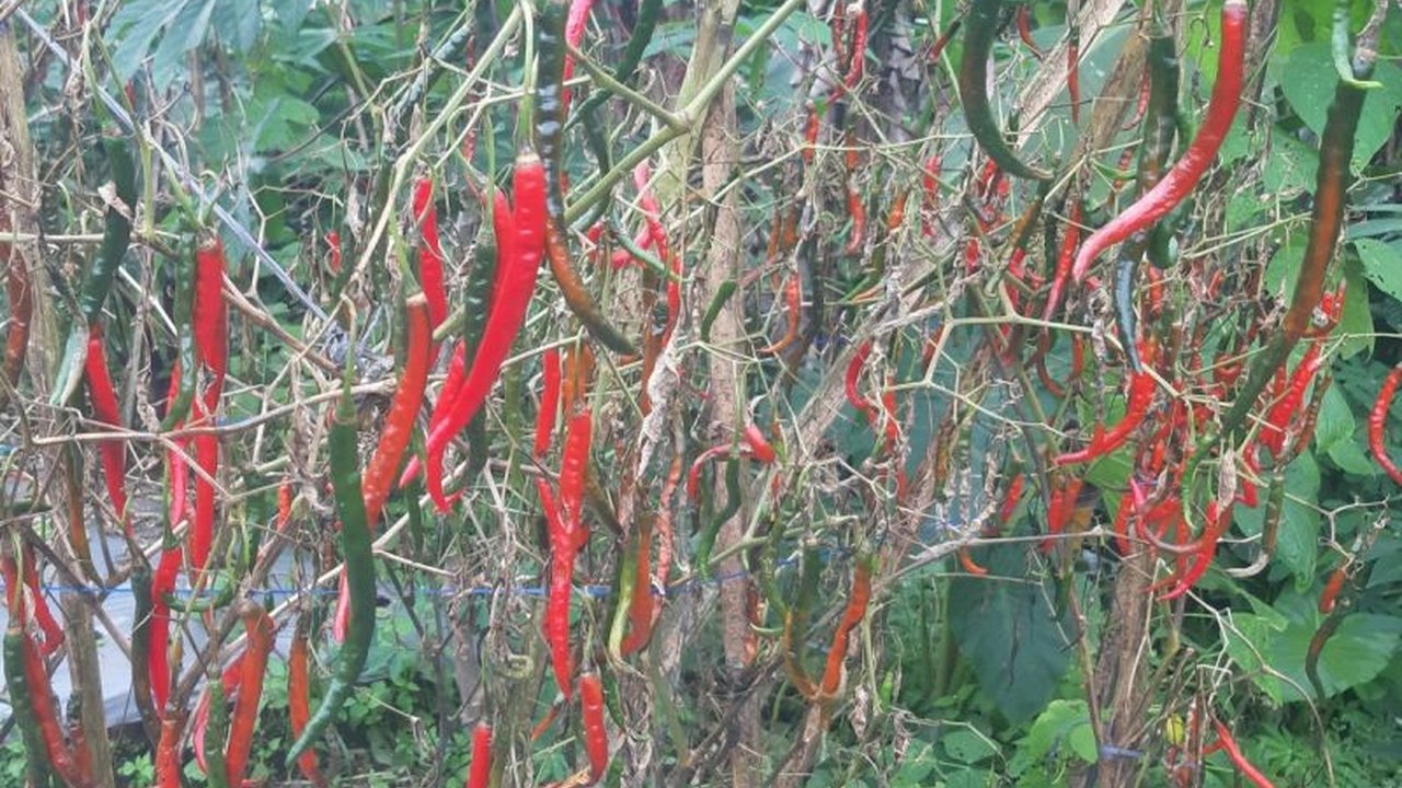 Pegiat AACI Banjarnegara memprediksi harga cabai rawit merah akan turun dalam 1-2 pekan mendatang karena pasokan dari Jawa Timur meningkat setelah panen raya, meskipun sebelumnya sempat tinggi akibat cuaca buruk.