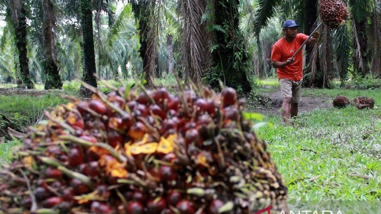 Celios menyarankan intensifikasi lahan dan peningkatan teknologi untuk meningkatkan produksi sawit Indonesia, mengatasi rendahnya produktivitas dan menghadapi regulasi Uni Eropa terkait deforestasi.