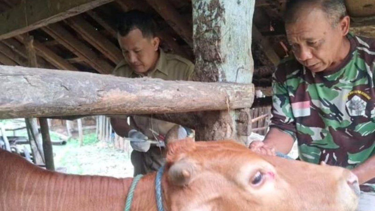 Dinas Ketahanan Pangan dan Pertanian Pacitan laporkan penanganan wabah PMK berjalan optimal dengan 39 sapi sembuh, tetapi angka kematian lebih tinggi dari prediksi, mencapai 10% dari total 791 sapi yang terjangkit.