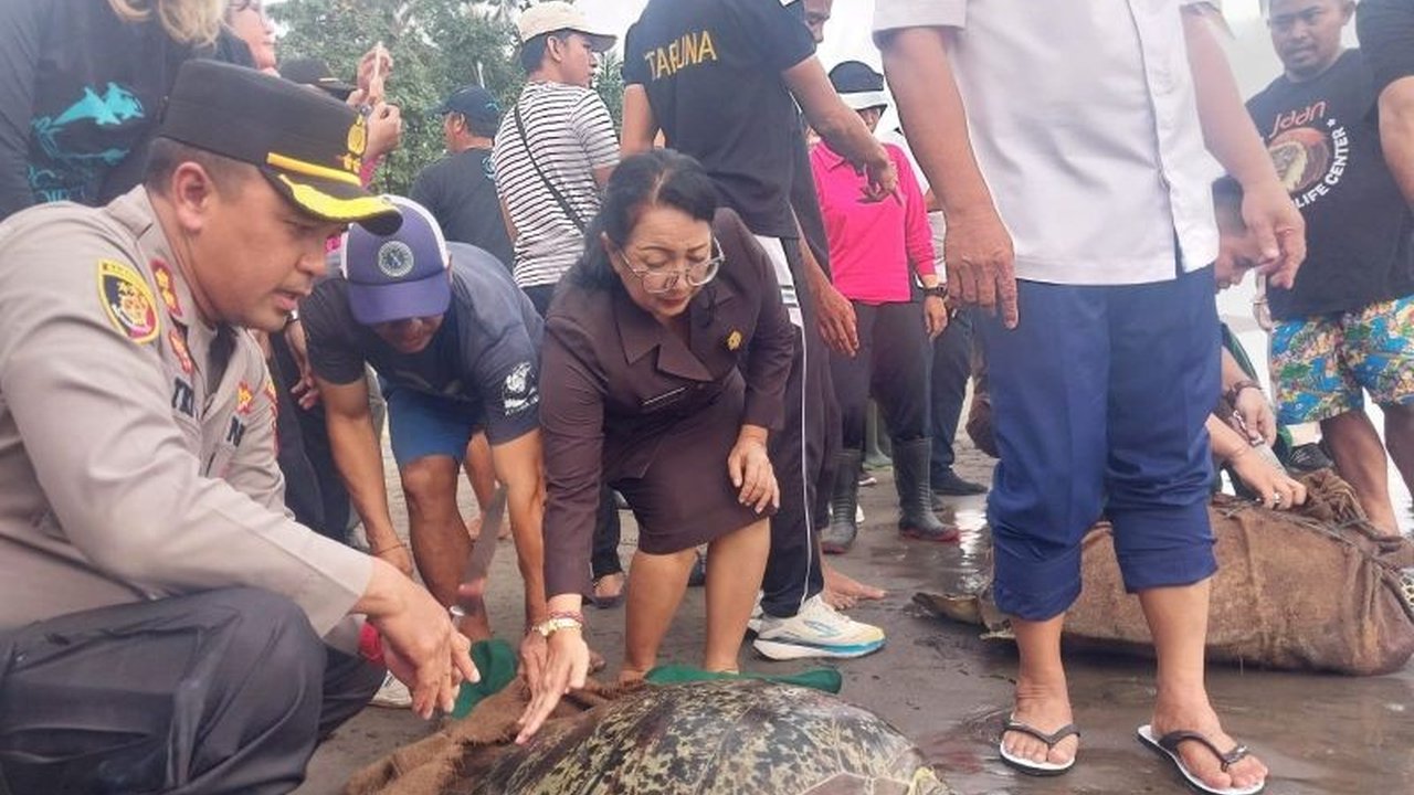 Penyelundupan 29 penyu hijau di Jembrana, Bali, mengakibatkan lima penyu mati diduga akibat stres, dehidrasi, dan luka dalam; 19 penyu lainnya dilepasliarkan setelah mendapat perawatan.