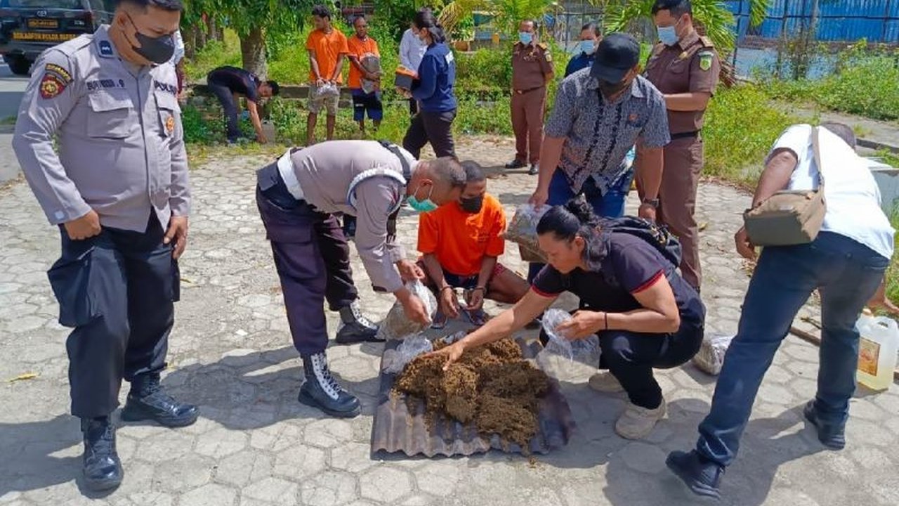 Polsek KPL Jayapura memusnahkan empat kilogram ganja asal Papua Nugini yang diselundupkan oleh tersangka MY yang hendak menuju Sorong, Papua Barat Daya; tersangka terancam hukuman berdasarkan Undang-Undang Narkotika.