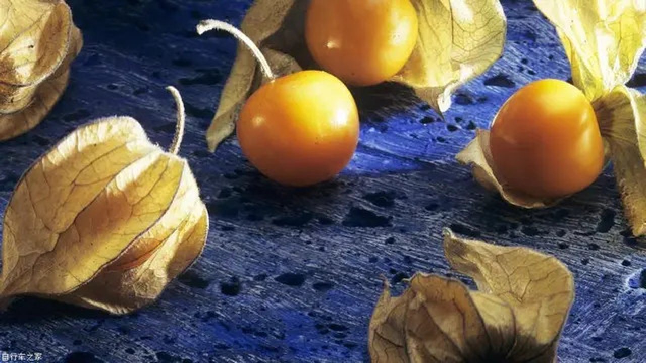 Sering Tak Dianggap, Ternyata Daun Ciplukan Bisa Jadi Obat. (Foto: wei.bikehome.cn)