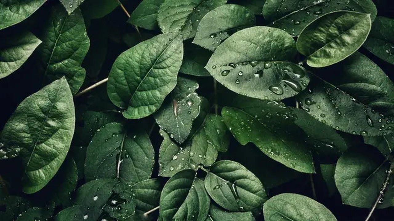 Ilustrasi daun dadap. (Foto oleh sohail nachiti: https://www.pexels.com/id-id/foto/fotografi-close-up-daun-dengan-tetesan-807598/)