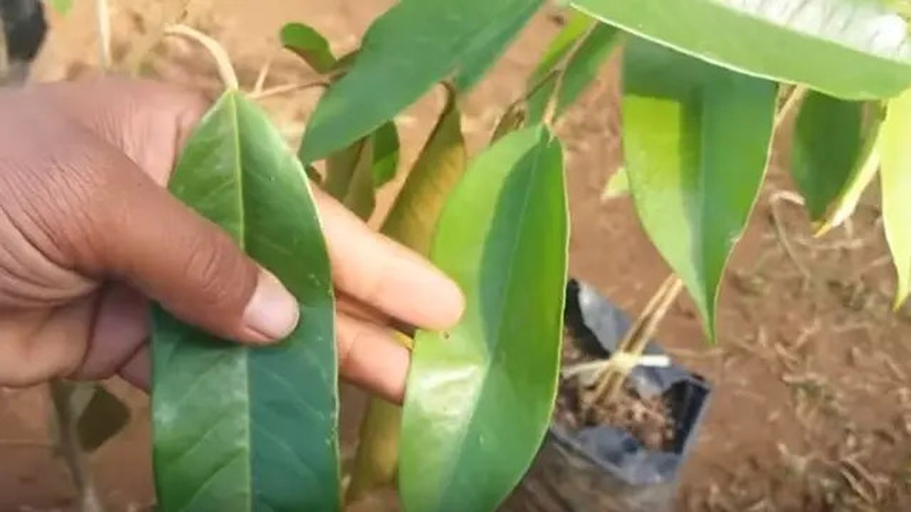 Daun durian memiliki banyak manfaat untuk kesehatan tubuh (Dok.YouTube)