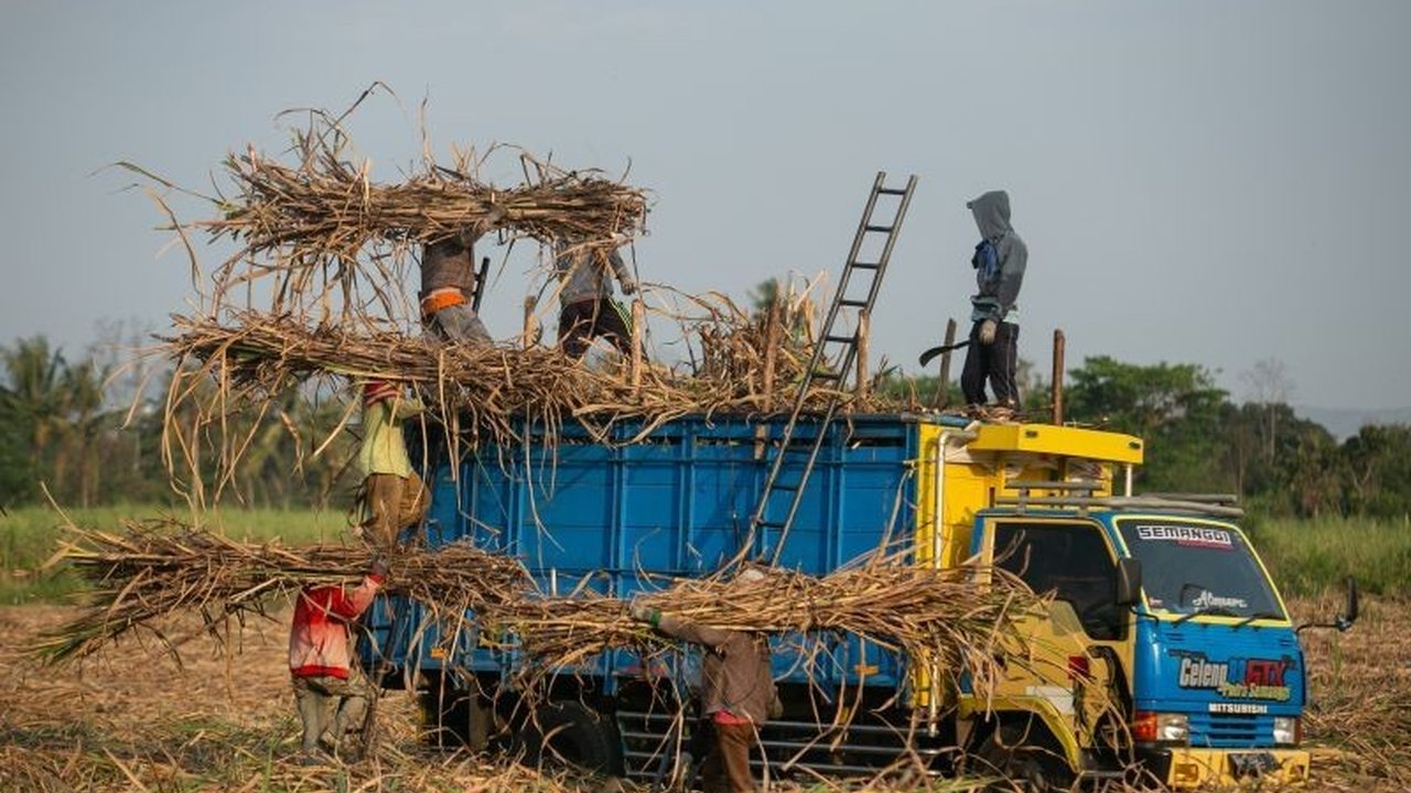 Ekonom CORE Indonesia Eliza Mardian mendorong pemerintah memberikan fasilitas kredit dan inovasi teknologi untuk revitalisasi industri gula nasional guna mencapai swasembada dan mengantisipasi larangan impor gula konsumsi.