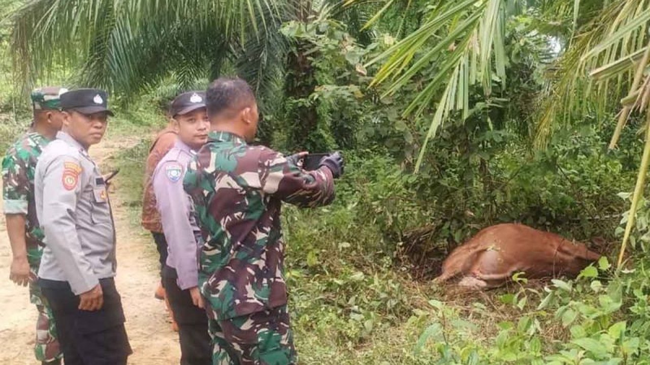 Balai Konservasi Sumber Daya Alam (BKSDA) Aceh menangani konflik antara harimau Sumatera dan warga di Aceh Timur setelah tiga sapi dimangsa, dengan memasang perangkap dan mengimbau masyarakat untuk mengamankan ternak.
