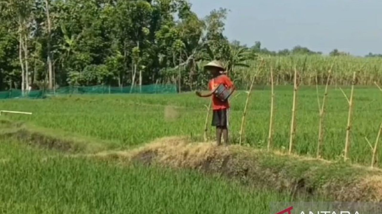 Pemerintah mengalokasikan 79.402 ton pupuk subsidi untuk petani Ngawi di tahun 2025, jumlah ini lebih rendah dari usulan dan memicu kekhawatiran akan kekurangan pupuk.