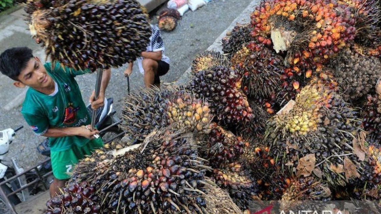 Kemenangan Indonesia atas Uni Eropa di WTO terkait sengketa dagang kelapa sawit berdampak positif pada nilai perdagangan, mengurangi ketergantungan impor, dan menstabilkan perekonomian nasional.