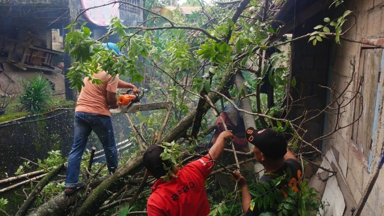 Badan Penanggulangan Bencana Daerah (BPBD) Padang membantu evakuasi pohon trembesi tumbang yang menimpa rumah warga di Indarung, Lubuk Kilangan pada Jumat pagi,  menyebabkan kerusakan rumah namun tanpa korban jiwa.