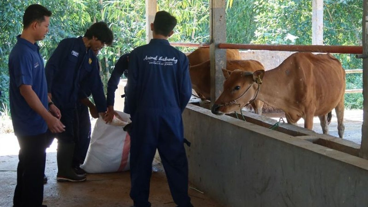 Cegah PMK: Tips dari Pakar Hewan Unej