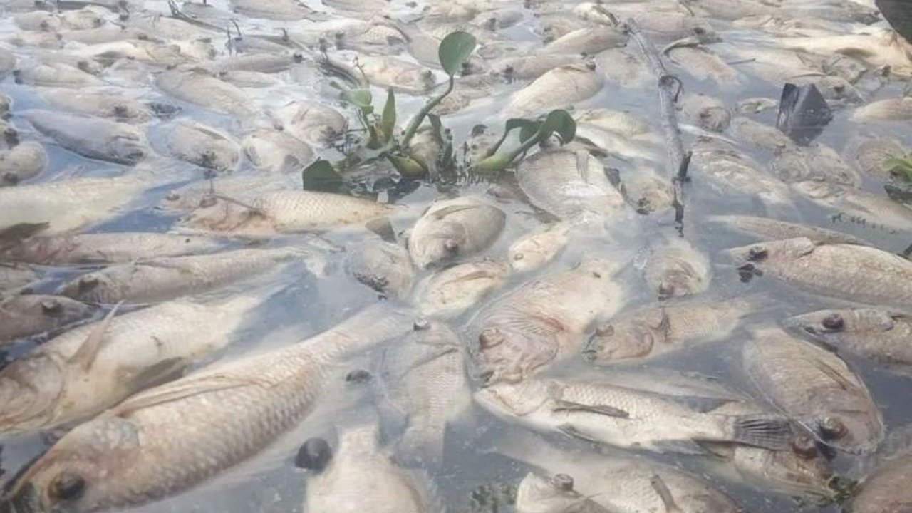 Petani keramba jaring apung di Danau Maninjau, Sumatera Barat mengubur 10 ton bangkai ikan akibat kematian massal diduga karena angin kencang yang menyebabkan kadar oksigen di danau menurun.