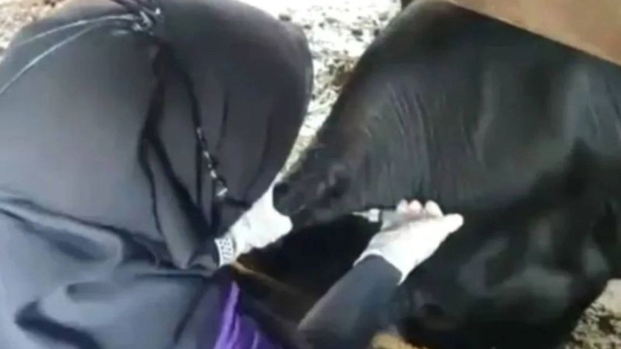 Pemerintah Kota Bandarlampung mendapat alokasi 600 dosis vaksin PMK dari Kementan pada tahun 2025 untuk mencegah penyebaran penyakit mulut dan kuku pada ternak, meskipun hingga saat ini Bandarlampung masih terbebas dari PMK.