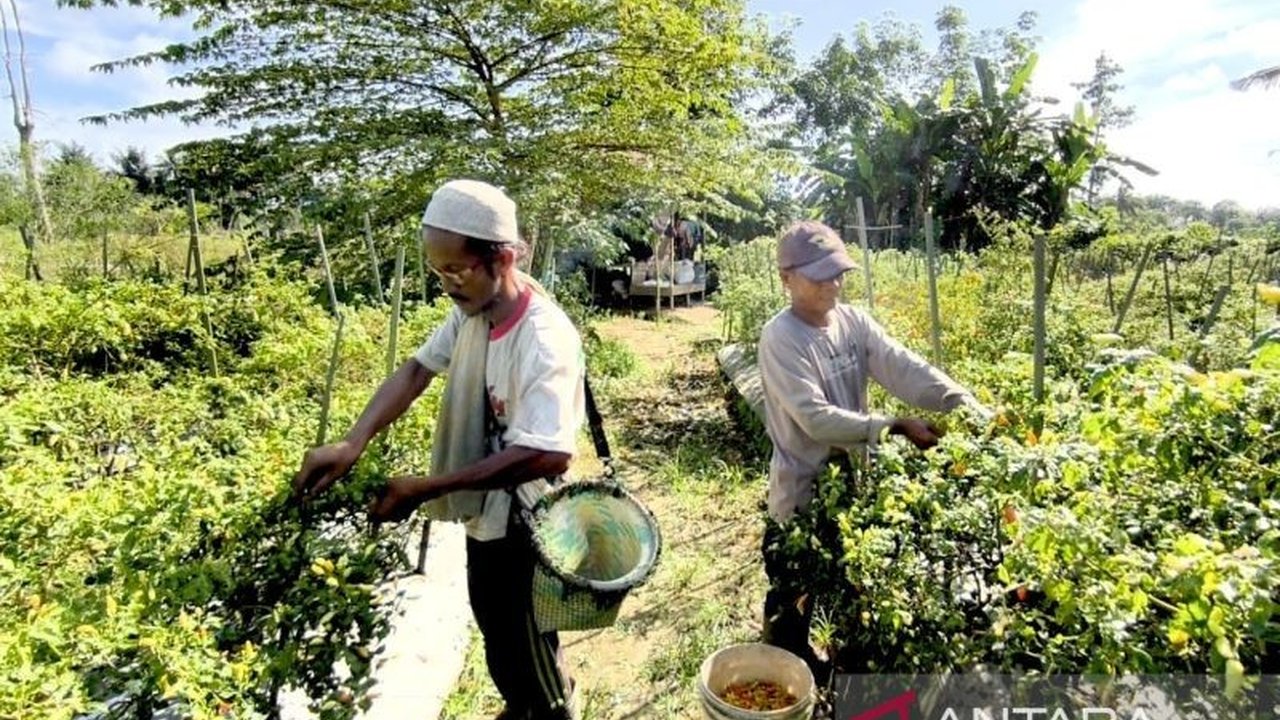 Harga cabai di Hulu Sungai Tengah, Kalimantan Selatan, melonjak signifikan akibat cuaca ekstrem, membuat petani cabai meraup keuntungan besar meskipun menghadapi tantangan tersendiri.