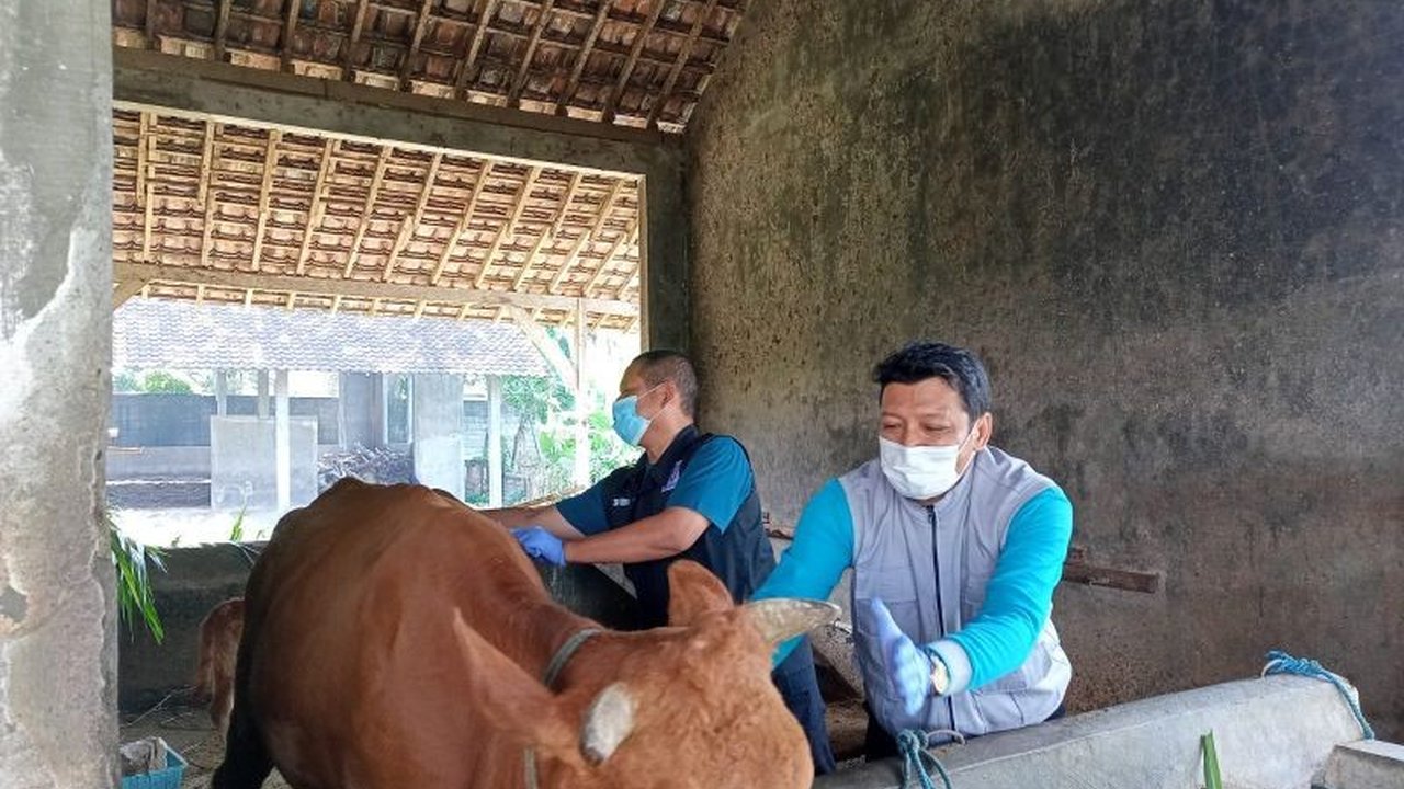 Dinas Ketahanan Pangan dan Pertanian Kota Kediri gencar melakukan vaksinasi PMK kepada 56 ternak untuk mencegah penyebaran penyakit mulut dan kuku, setelah kasus PMK kembali meningkat pada awal Januari 2025.