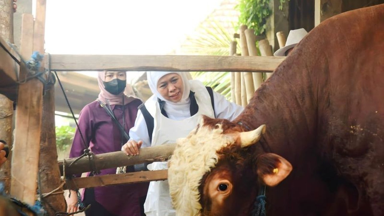 Gubernur Khofifah optimistis stok hewan ternak di Jawa Timur aman jelang Ramadhan karena penanganan penyakit mulut dan kuku (PMK) berjalan baik, meskipun terdapat kasus PMK, namun vaksinasi dan langkah pencegahan lainnya telah dilakukan.