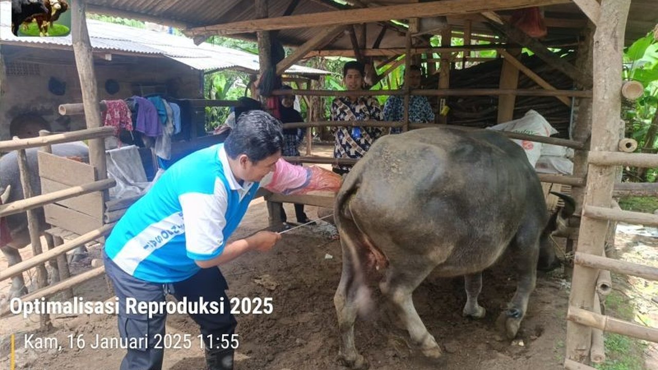 Pemerintah Kabupaten Lebak menggenjot program inseminasi buatan (IB) untuk meningkatkan populasi kerbau dan perekonomian masyarakat, terutama karena permintaan tinggi dan populasi yang menurun dalam beberapa tahun terakhir.